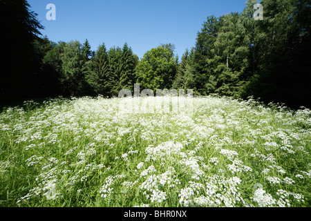 Kuh Petersilie (Anthriscus Sylvestris) wachsen in Waldlichtung, Deutschland Stockfoto