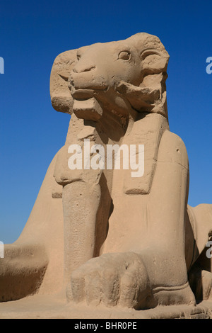 Widderköpfige Sphinx am Haupteingang der Karnak-Tempel in Luxor, Ägypten Stockfoto