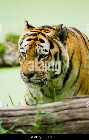 Tiger auf dem Wasser an einem Sommertag Stockfoto