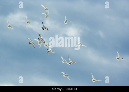 Eine Gruppe von Tauben fliegen auf den bewölkten Himmel Stockfoto