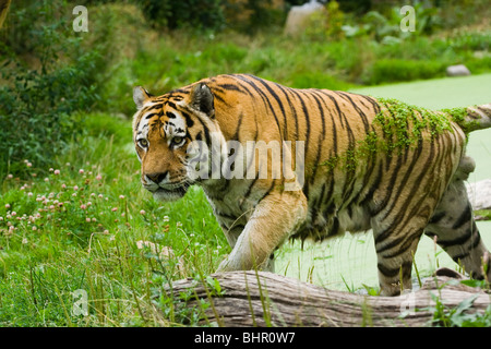 Tiger auf dem Wasser an einem Sommertag Stockfoto