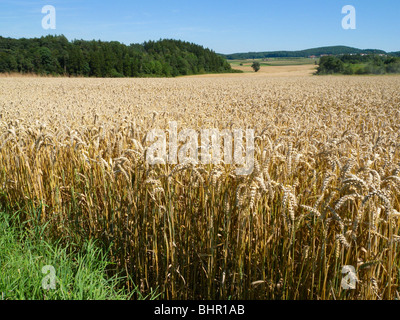 Landschaft mit Maisfeld in der Nähe von Riedlingen an der Donau, Baden-Württemberg, Deutschland Stockfoto