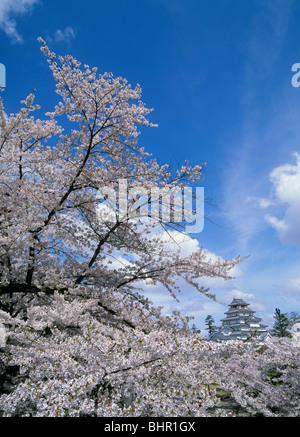 Aizuwakamatsu Burg und Kirschblüten, Aizuwakamatsu, Fukushima, Japan Stockfoto