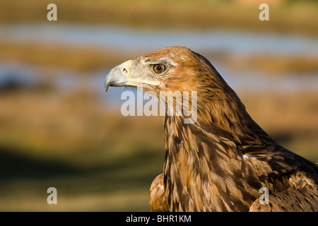 Porträt eines Tawny Adler (Aquila Rapax) Look vor grünen Flussufer Stockfoto