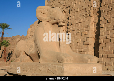 Widderköpfige Sphinx am Haupteingang der Karnak-Tempel in Luxor, Ägypten Stockfoto