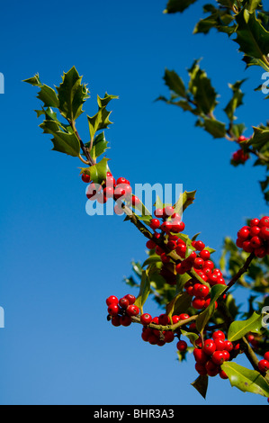 Legen Sie im Herbst rote Beeren vor blauem Himmel Stockfoto