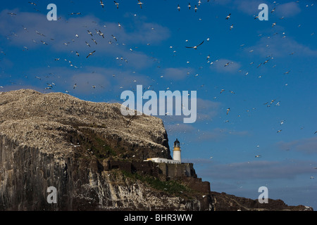 Bass Rock Tölpelkolonie zeigt des Felsens, darunter des Leuchtturms, umgeben von den Tölpel Kolonie und blauer Himmel voller Tölpel fliegen in und out. Stockfoto