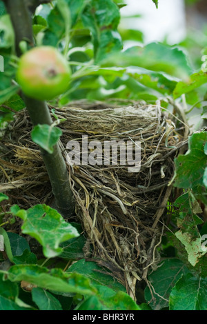 Amsel Nest in einem Baum Stockfoto