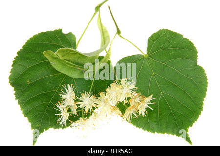 Blätter und Blüte der Linde isoliert auf weiss Stockfoto