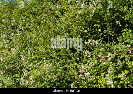 Hecke mit Brombeeren (Rubus) und Hundsrose (Rosa Canina) Stockfoto