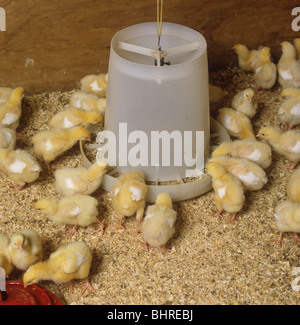 Sieben Tage alten Broiler Küken in einem Hühnerstall Stockfoto