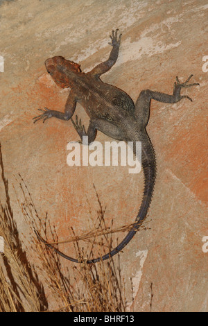 Plattköpfig Rock auf einem Stein / Agama Stockfoto