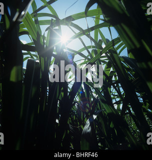 Grüne Ernte von Elephant Grass (Miscanthus) Silouetted gegen die Sonne Stockfoto