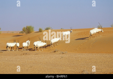 Arabische Oryx - Herde in der Wüste / Oryx Leucoryx Stockfoto