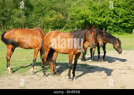 Schöne braune Pferde im Gestüt Pferd Stockfoto