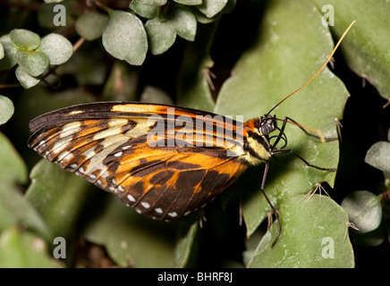 Ein Malay Florfliege Schmetterling ruht auf einige Blätter Stockfoto