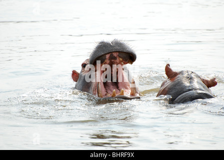 Zwei Nilpferde im Fluss spielen Stockfoto