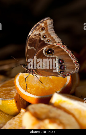 Ein BLue Morpho-Schmetterling ruht auf einer Orange in Bereitschaft, Essen Stockfoto