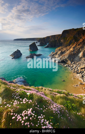 Frühsommer am Cornish Prachtnelke, die mit Blick auf Bedruthan Steps mit späten Nachmittagssonne Filterung durch die cloud Stockfoto