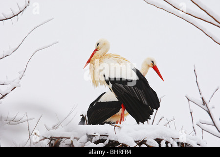 zwei Weißstörche im Nest - winter / Ciconia Ciconia Stockfoto