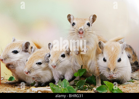 Mongolische Gerbil (Meriones unguiculatus). Fünf Personen in Folge Stockfoto