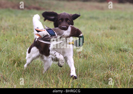 Kleiner Munsterlander Hund läuft – eine Ente Abrufen Stockfoto