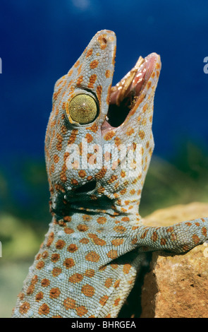 Tokay Gecko - Porträt Stockfoto