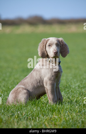 Weimaraner Hund - Welpe sitzen auf der Wiese Stockfoto