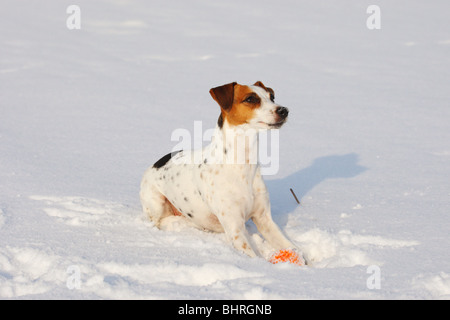 Jack Russell Terrier Hund mit Ball im Schnee Stockfoto