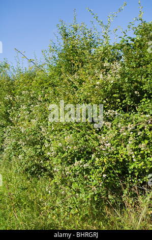 Hecke mit Brombeeren (Rubus) und Hundsrose (Rosa Canina) Stockfoto