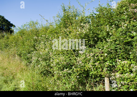 Hecke mit Brombeeren (Rubus) und Hundsrose (Rosa Canina) Stockfoto