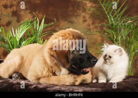 Leonberger und heiligen Katze von Birma - Welpen und Kätzchen auf einem Kissen liegend Stockfoto