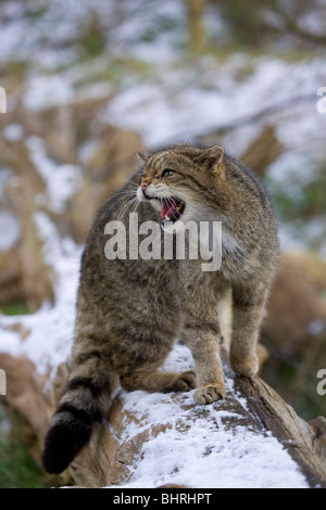 Schottische Wildkatze Felis Sylvestris Alleinstehenden im Schnee knurrend UK Stockfoto