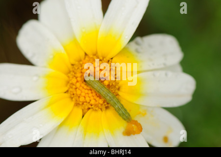 Wurm Stockfoto