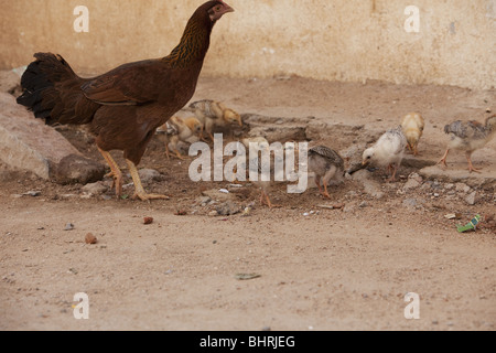 Indische Hühner beim Überqueren der Straße Stockfoto