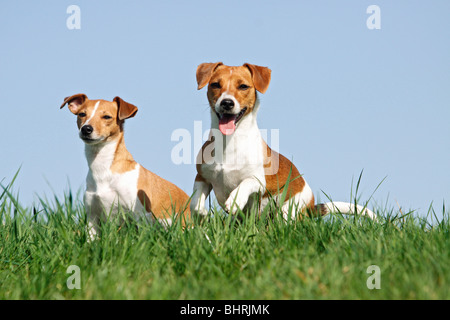 zwei Jack Russell Terrier Hunde - sitzen auf einer Wiese Stockfoto