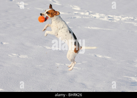 Jack Russell Terrier Hund im Schnee - Spiele mit ball Stockfoto