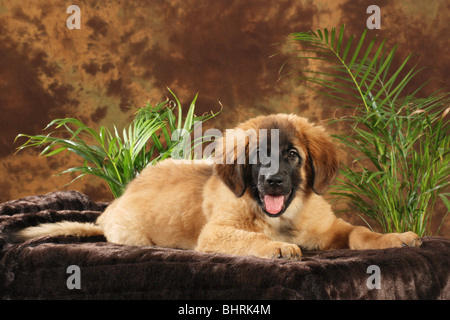 Leonberger Hund - Welpe auf einem Kissen liegend Stockfoto