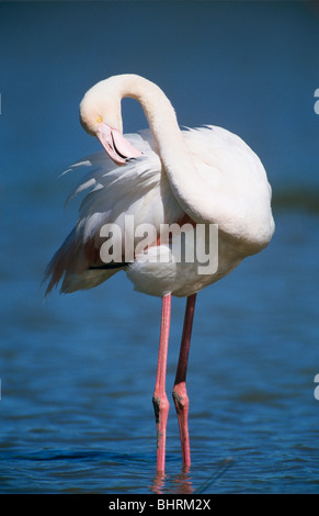 Rosaflamingo - Federn putzen / Phoenicopterus Ruber Stockfoto