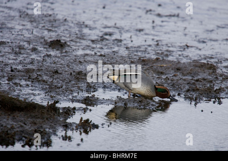 Petrol / Anas Vogelarten einzelne Männchen füttern Lodmoor, Weymouth, Großbritannien Stockfoto