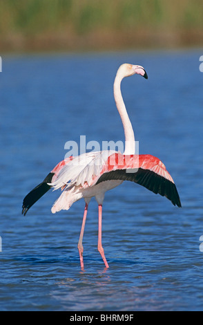 Rosaflamingo stehen im Wasser - Flügel ausbreitet / Phoenicopterus Ruber Stockfoto