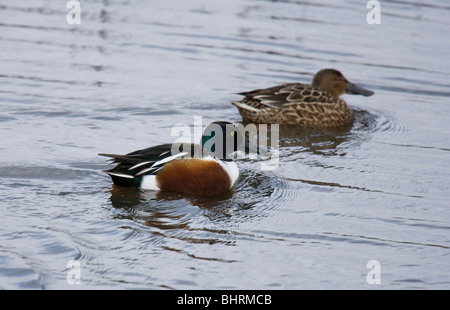 Löffelente Anas Clypeata erwachsenen männlichen und weiblichen auf Wasser Lodmoor, Weymouth, Großbritannien Stockfoto