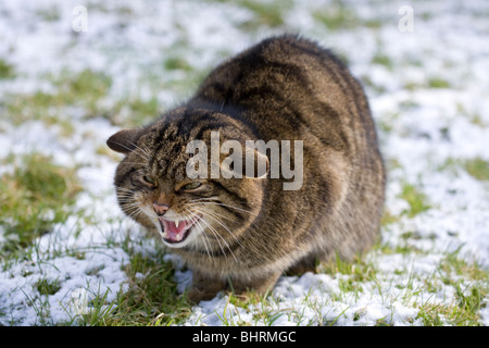 Schottische Wildkatze Felis Sylvestris Porträt von alleinstehenden im Schnee knurrend UK Stockfoto