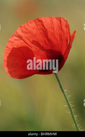 rote Mohnblume Stockfoto