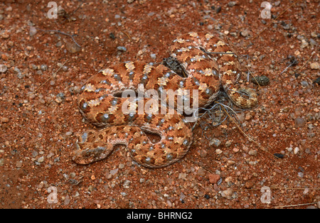 Gehörnte Addierer, Bitis Caudalis, in der Nähe von R27, Südafrika. Stockfoto