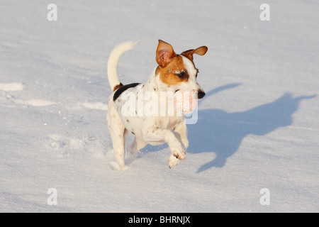 Jack Russell Terrier Hund im Schnee - Spiele mit ball Stockfoto