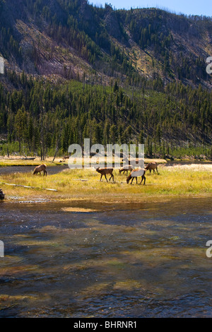 Gehört der Elche, Yellowstone-Nationalpark, Wyoming, USA Stockfoto