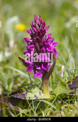 Hebridean Marsh Orchidee Dactylorhiza ebudensis Stockfoto