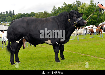 Britische Blue Bull Stand bei einer Show am Halfter. Stockfoto