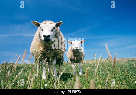 Texel Schafe. Mutterschaf mit Lamm stehend auf Wiese Stockfoto